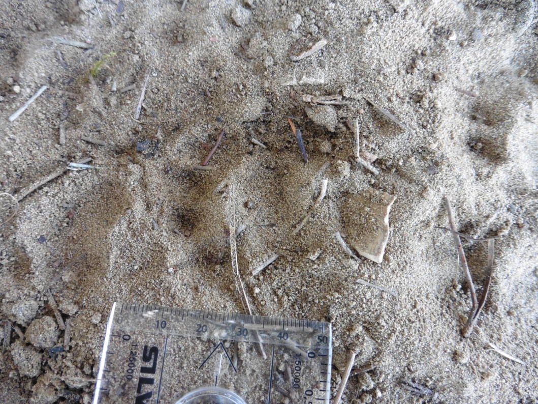 Tana ed impronte del tasso